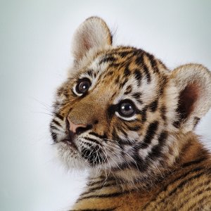 Baby Tiger wallpaper
