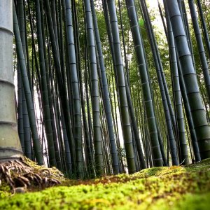 Bamboo Forest wallpaper