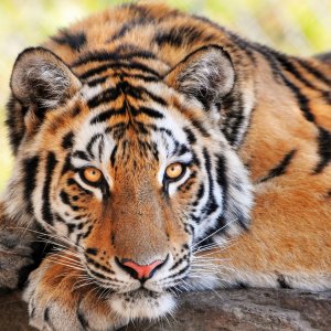 Beautiful Tiger wallpaper