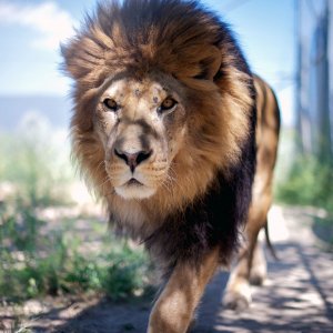 Big Lion\ wallpaper