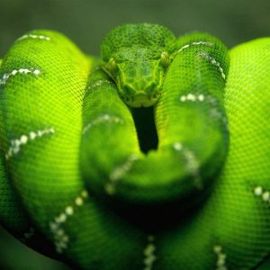 Big green Snake wallpaper