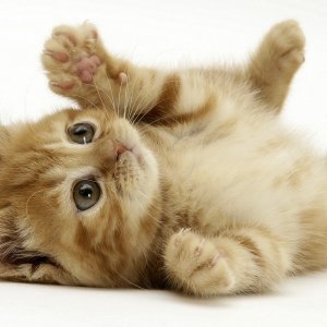 Cute Kitten\ wallpaper