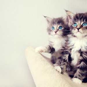 Cute Kittens wallpaper