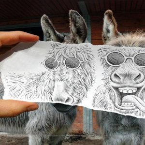 Donkeys wallpaper