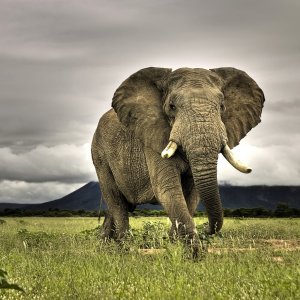 Elephant\ wallpaper