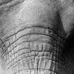 Elephant Eyes wallpaper