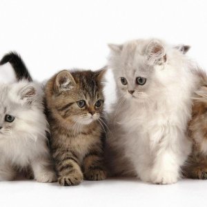 Fluffy Kittens wallpaper