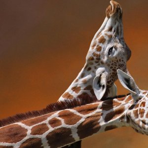 Giraffe\ wallpaper