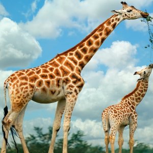 Giraffes wallpaper