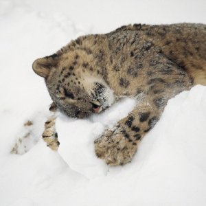 Leopard in Snow wallpaper