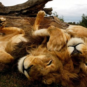 Lion Pair\ wallpaper