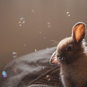 Nice Rabbit wallpaper