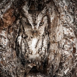 Owl\ wallpaper