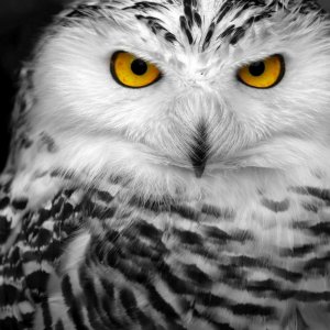 Owl Eyes wallpaper