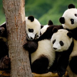 Panda wallpaper