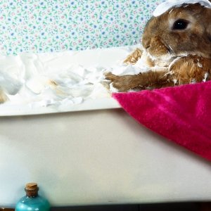 Rabbit Bath wallpaper