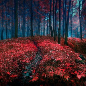 Red Forest\ wallpaper