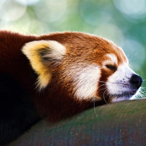 Red Panda\ wallpaper