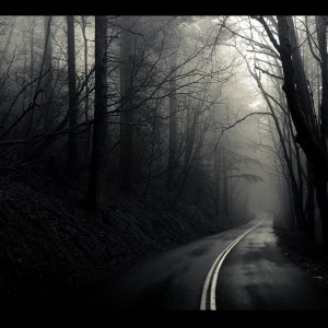 Road in Forest wallpaper