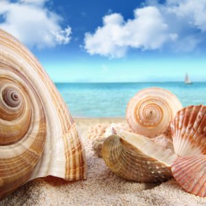 Seashells on beach\ wallpaper