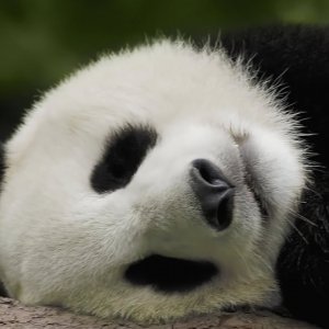 Sleepy Panda wallpaper