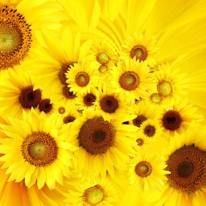 Sunflowers\ wallpaper