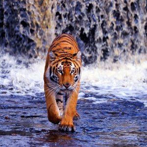 Tiger walk\ wallpaper