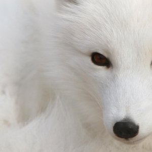 White Fox wallpaper