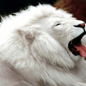 White Lion wallpaper