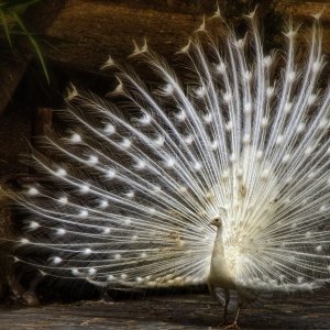 White Peacock wallpaper