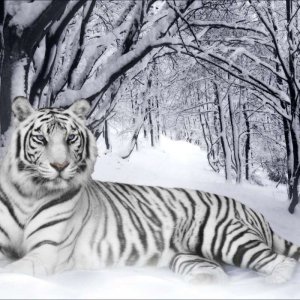 White Tiger\ wallpaper