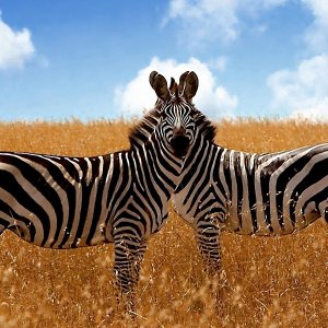Zebras wallpaper