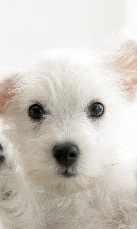 Cute Puppy HD wallpaper