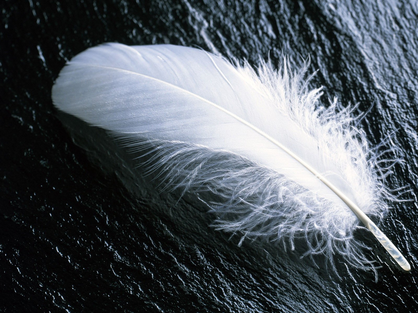 Feather wallpaper.