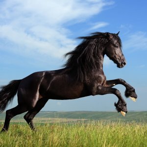 Beautiful Horse\ wallpaper