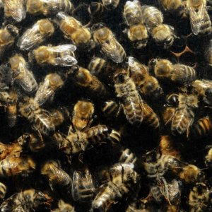 Bees\ wallpaper