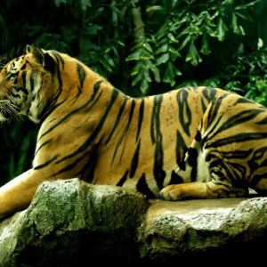 Bengal Tiger\ wallpaper
