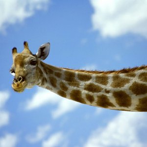 Big Giraffe\ wallpaper