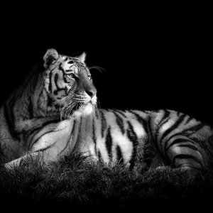 Black and White Tiger wallpaper