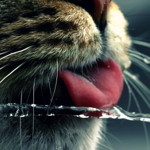Cat Tongue\ wallpaper