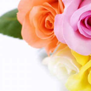 Colorful Roses\ wallpaper