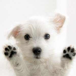 Cute Puppy wallpaper