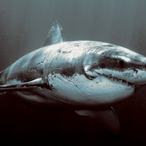 Danger Shark wallpaper