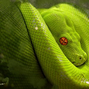 Danger Snake\ wallpaper