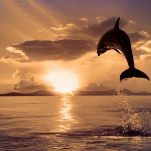Dolphin Sunset wallpaper