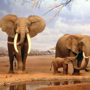 Elephants\ wallpaper
