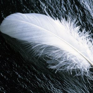 Feather\ wallpaper