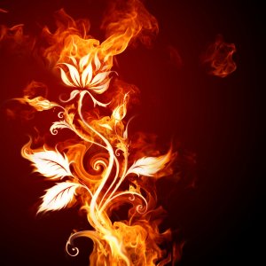 Fire Rose\ wallpaper