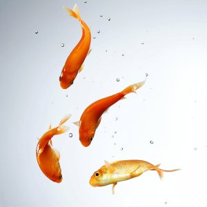 Goldfish\ wallpaper