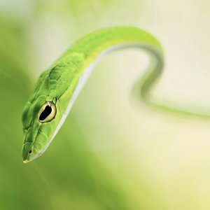 Green Snake\ wallpaper